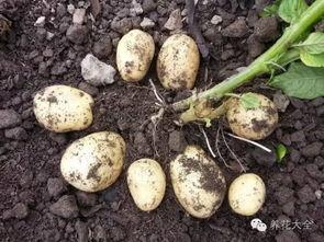 没有钱1在线观看土豆,揭秘贫困生活背后的感人故事 第1张 没有钱1在线观看土豆,揭秘贫困生活背后的感人故事 第1张